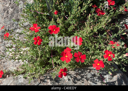 Crimson phlox (Jamesbrittenia bergae) flowers, vulnerable known from only one site Kirstenbosch National Botanical Garden Cape Stock Photo