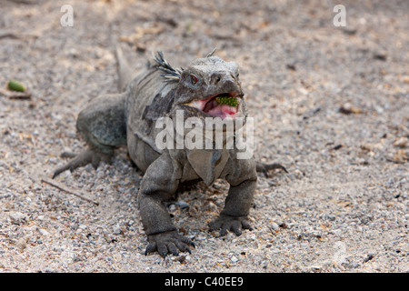 Hispaniolan Ground Iguana, Cyclura ricordii, Isla Cabritos National Park, Lago Enriquillo, Dominican Republic Stock Photo