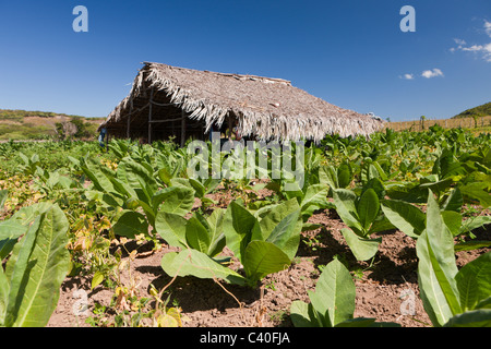Tabacco Plantation in the Outback, Punta Rucia, Dominican Republic Stock Photo