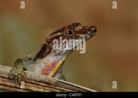 lizard, lizards, Anole, Anole lizard, Pug-nosed Anole, iguana, Norops capito, reptile, reptiles, scale, scales, brown, gray, red Stock Photo