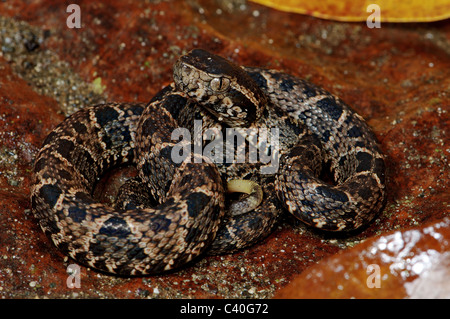Terciopelo, Fer-de-lance, Barba amarilla (Bothrops asper, Bothrops