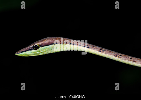 Brown vine snake, liana snake, Oxybelis aeneus, tree snake, snake, snakes, reptile, reptiles, venomous, scale, scales, green, br Stock Photo