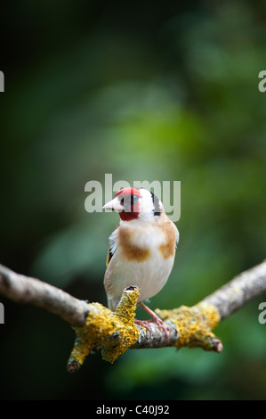 Goldfinch in a garden on an old tree branch in spring. UK Stock Photo