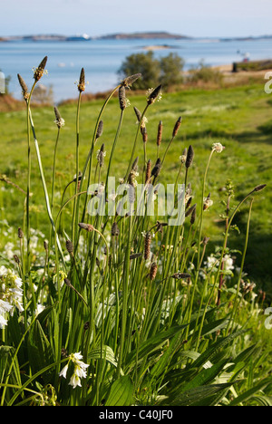 Robust plant of Ribwort Plantain Plantago lanceolata growing in a field edge close to the sea in the Isles of Scilly Stock Photo