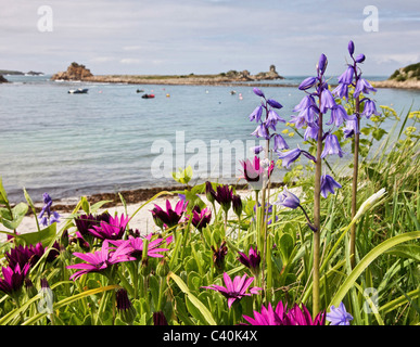 Spanish bluebells and South African daisies by Periglis beach on St Agnes in the Isles of Scilly Stock Photo