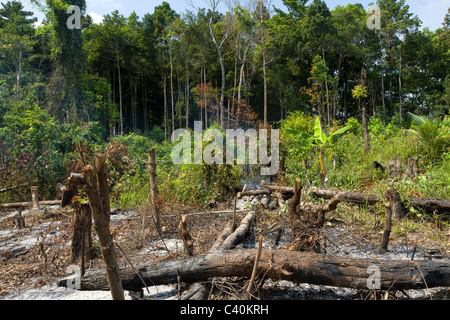 deforestation by wild fire in ko phan gan island, thailand Stock Photo