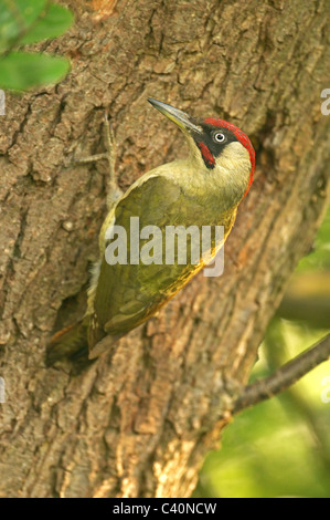 MALE GREEN WOODPECKER (PICUS VIRIDIS) CLIMBING UP TREE Stock Photo