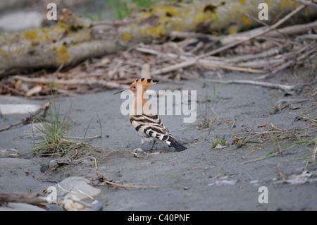 Eurasian Hoopoe, Upupa epops, Upupidae family, Rhine River, near Untervaz, Graubunden, Grisons, Switzerland, bird