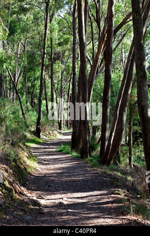 Pathway at Daylesford, Victoria, Australia. Stock Photo