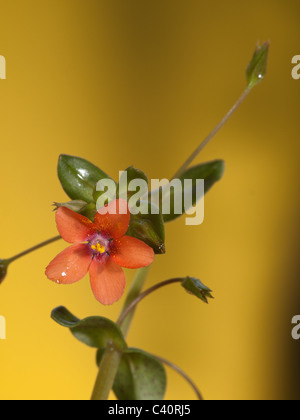 Anagallis arvensis, scarlet pimpernel, vertical portrait of red flower with nice out of focus background. Stock Photo