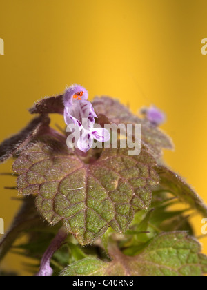 Lamium purpureum, Red Dead nettle, vertical portrait of violet flower with nice out of focus background. Stock Photo