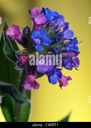 Pulmonaria longifolia, lungwort, portrait of blue and red flowers with nice out of focus background. Stock Photo