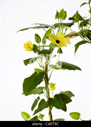 Flowering Thunbergia Black-Eyed Susan vine on trellis Stock Photo
