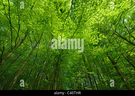 Backlit beech tree canopy on a sunny day. Makes an attractive background. Stock Photo