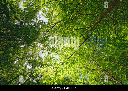 Backlit beech tree canopy on a sunny day. Makes an attractive background. Stock Photo