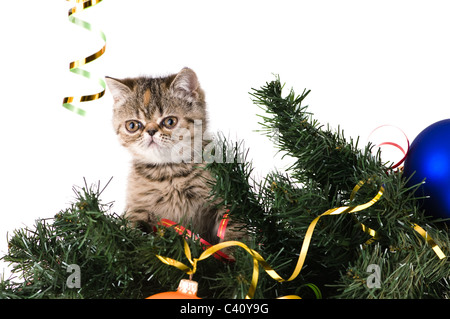 Striped fluffy kitten on a branch christmas tree Stock Photo