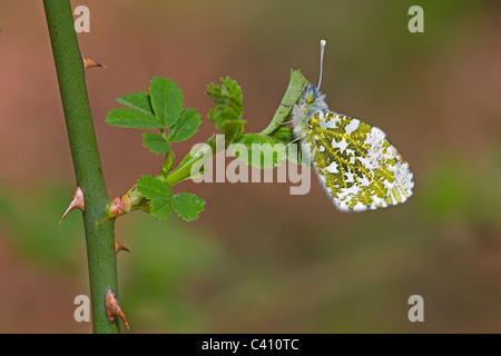 Orange-tip Butterfly with wings closed at rest on a bramble. Stock Photo