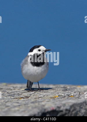 Pied Wagtail, Pied White Wagtail (Motacilla alba), sitting on stone. Stock Photo