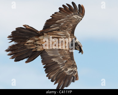 Bearded Vulture, Lammergeier (Gypaetus barbatus). Subadult in flight. Spain. Stock Photo