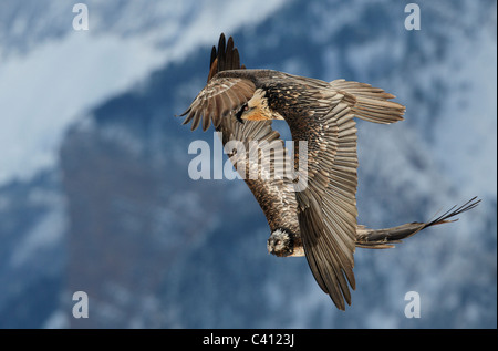 Bearded Vulture, Lammergeier (Gypaetus barbatus). Adult and subadult in flight. Spain. Stock Photo