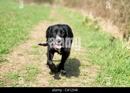 A young cocker spaniel running in the open countryside, England, UK Stock Photo