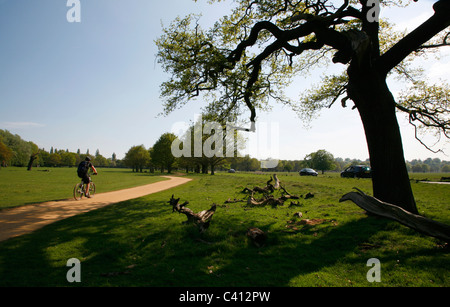 Tamsin Trail near Killcat Corner in Richmond Park, London, UK Stock Photo