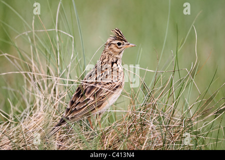 Skylark, Alauda arvensis, single bird on grass, Midlands, April 2011 Stock Photo
