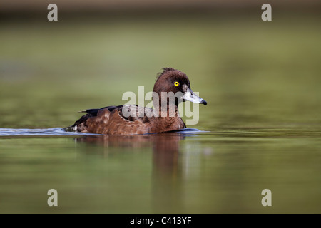Tufted duck, Aythya fuligula, single female on water, London, Midlands, April 2011 Stock Photo