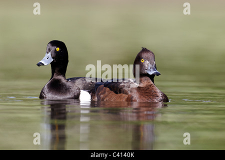 Tufted duck, Aythya fuligula, female and male on water, London, Midlands, April 2011 Stock Photo