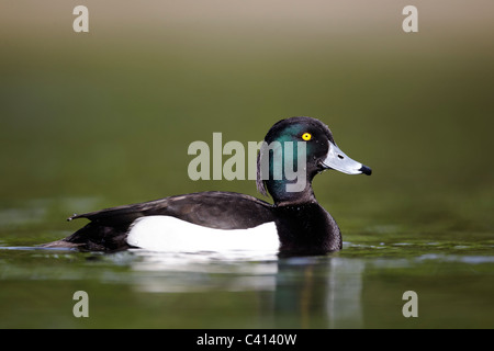 Tufted duck, Aythya fuligula, single male on water, London, Midlands, April 2011 Stock Photo