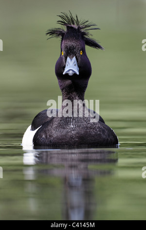 Tufted duck, Aythya fuligula, single male on water, London, Midlands, April 2011 Stock Photo