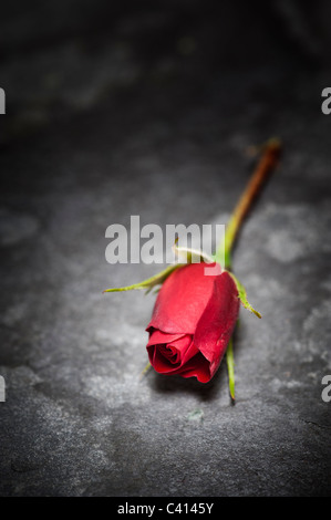 Rosa 'etoile de hollande' Red Rose on slate Stock Photo