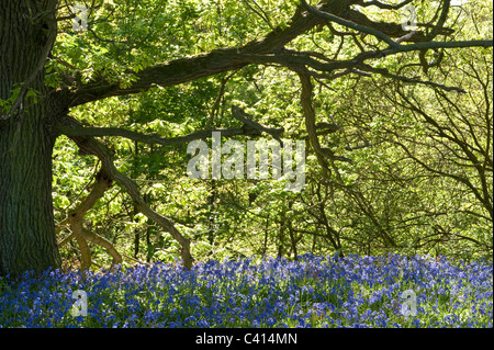 Bluebells (Hyacinthoides non-scripta) flowering in the Coppy Wood north of Ilkley West Yorkshire England UK Europe Stock Photo