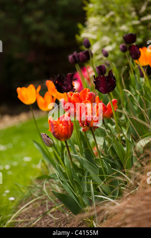 Tulipa ‘Blumex’, with Tulipa ‘Black Parrot’ , Tulipa 'Queen of the Night' and Tulipa ‘General de Wet’ in the background Stock Photo