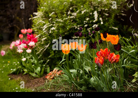 Garden border with a mixture of tulip varieties including 'General de Wet', 'Blumex', 'Black Parrot' and 'Queen of the Night' Stock Photo