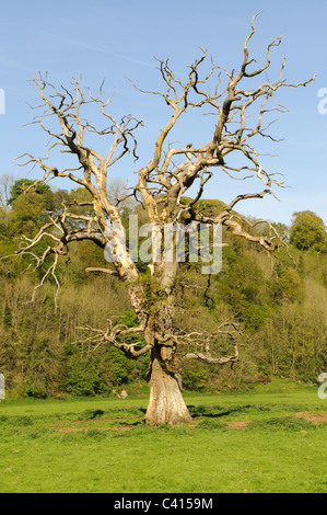 Dead oak tree in the Tywi Valley Carmarthenshire Wales Cymru UK GB Stock Photo