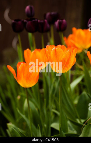 Tulipa 'General de Wet' with Tulipa 'Queen of the Night' in the background Stock Photo