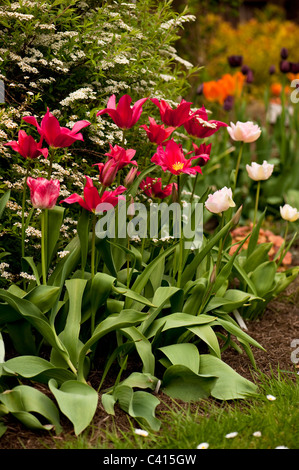 Garden border with a mixture of tulip varieties including ''Doll's Minuet', 'Hemisphere' and 'Angelique' Stock Photo