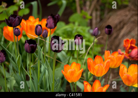 Tulipa 'Queen of the Night' with Tulipa 'General de Wet' Stock Photo