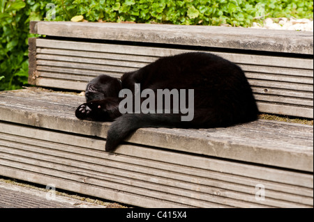 Domestic short-haired black cat asleep on garden steps Stock Photo