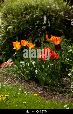 Garden border with a mixture of tulip varieties including 'General de Wet', 'Blumex', 'Black Parrot' and 'Queen of the Night' Stock Photo