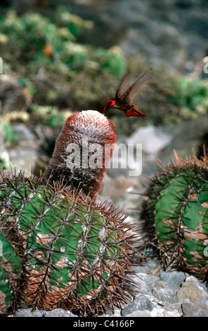 Ruby-topaz hummingbird (Chrysolampis mosquitus) male visiting a Turks-cap cactus (Melocactus macracanthus) for nectar, Bonaire. Stock Photo
