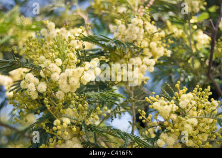Australia s National flower the Yellow wattle tree in bloom in Stock ...
