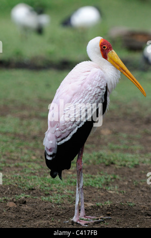 A 'Yellow Billed' stork in Tanzania Stock Photo