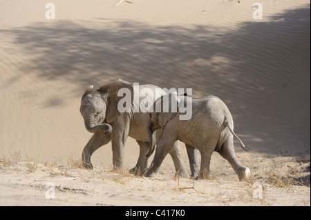 Desert Elephants, Loxodonta africana, Hoanib dry river, Namibia, Africa, January 2011 / Wüstenelefanten