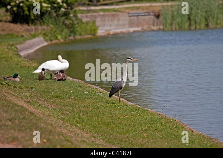 Waterfowl at Tring Reservoirs in Hertfordshire Stock Photo