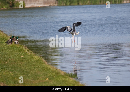 Waterfowl at Tring Reservoirs in Hertfordshire Stock Photo