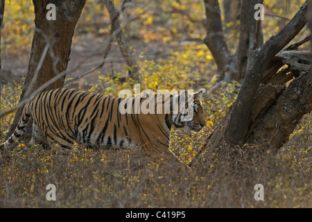 Radio collared Tiger stalking prey in her habitat in Ranthambhore national park, India Stock Photo