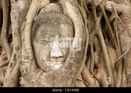 sandstone buddha head surrounded by fig tree roots at wat Mahathat temple, Ayutthaya, Thailand Stock Photo