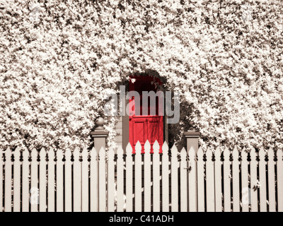 Fence, door & ivy Photographed in Infrared, Ferndale, CA Stock Photo